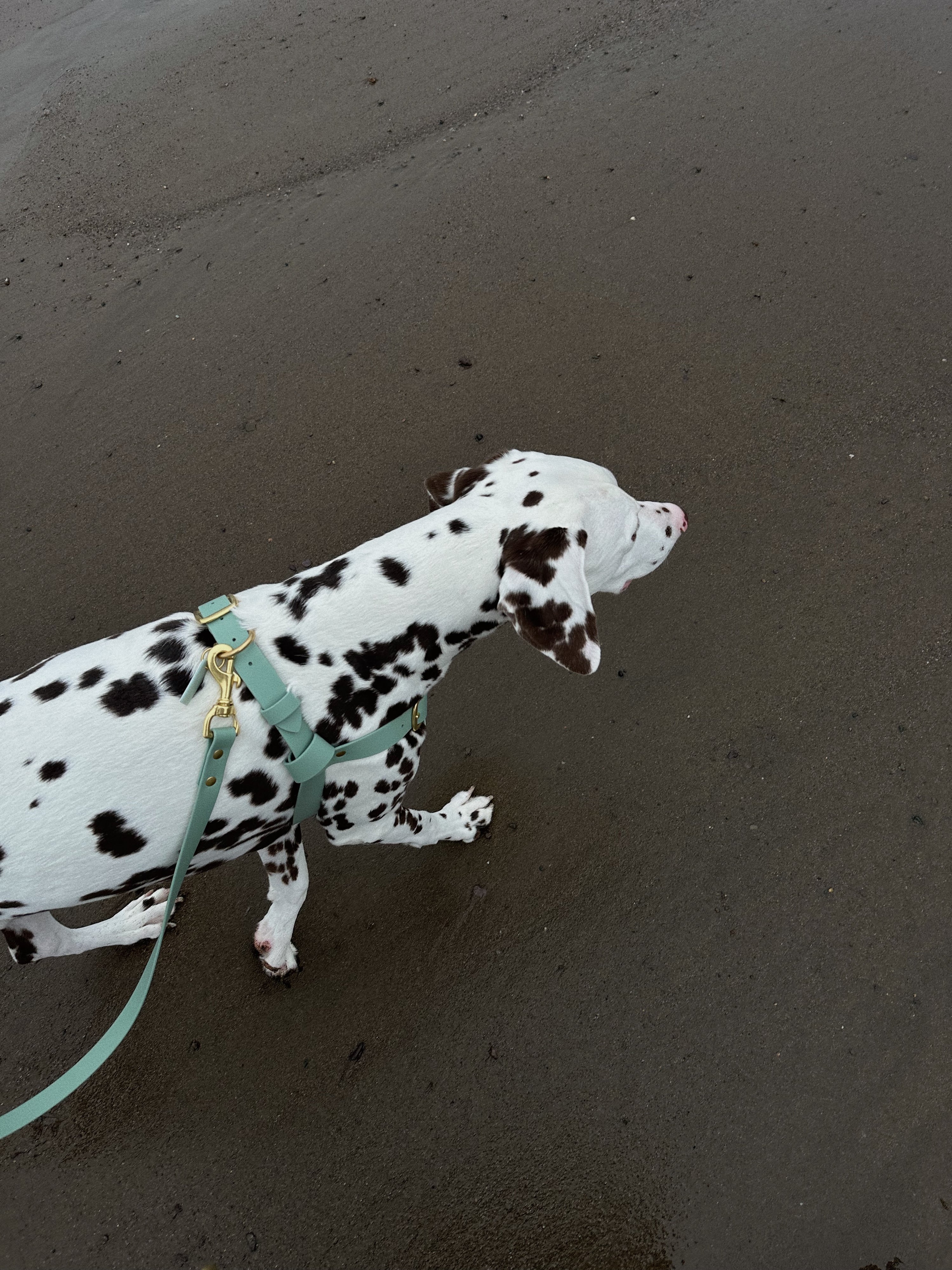 Zoom