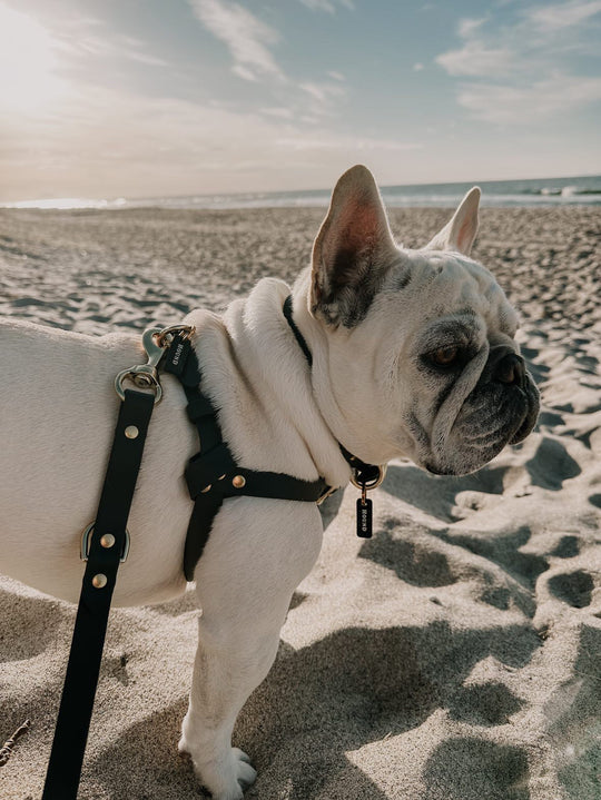 The Ultimate Dog-Friendly Travel Guide: Top Places to Visit with Your Dog