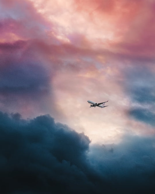 8 Key Tips to Flying with your Dog