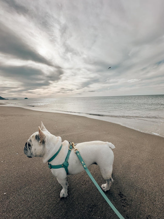 A cream coloured French Bulldog wears a stunning set of HOUND Collections Jellies while standing on a long expansive beach, in front of a cloud swept sun filled sky and blue rolling water.  