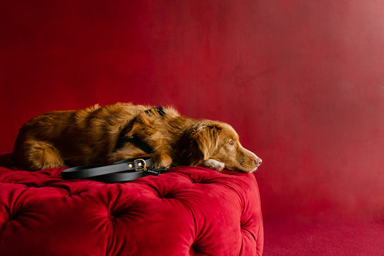 A stunning red Pointer Spaniel is laying on a red velvet stool wearing a beautiful HOUND Collection harness and leash.