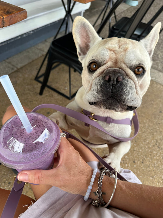 5 Reasons Your Dog Deserves a Luxury Collar, Harness, or Leash
