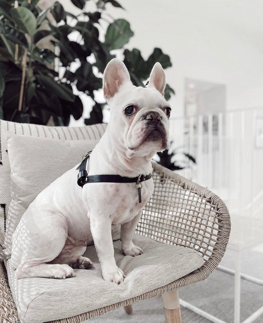 Top 10 Accessories for French Bulldogs