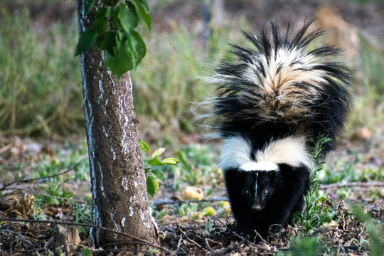 What to do when your dog gets SKUNKED