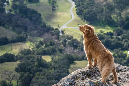 Hiking With Your Dog