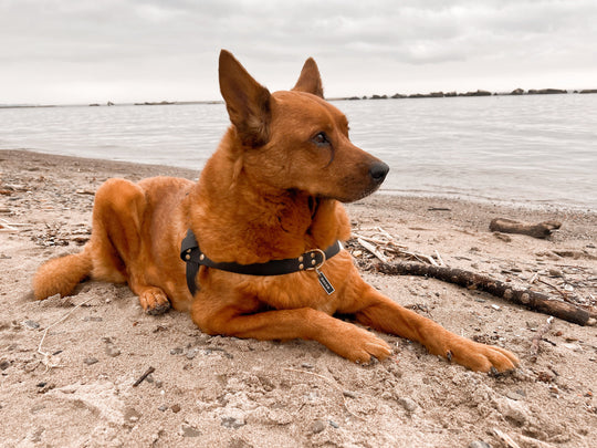 How to Clean and Care for Your Dog’s Collar, Harness, and Leash