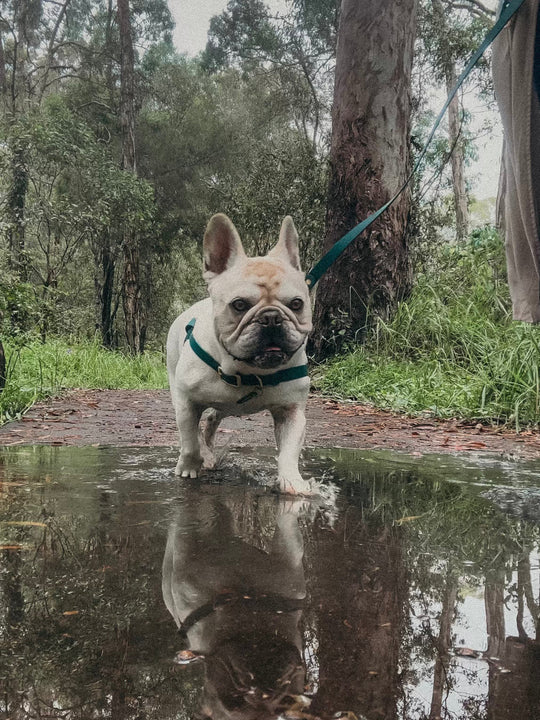 A French Bulldog wearing a beautiful water-proof HOUND Collection Harness, walks into a muddy puddle in a dense green forest. 