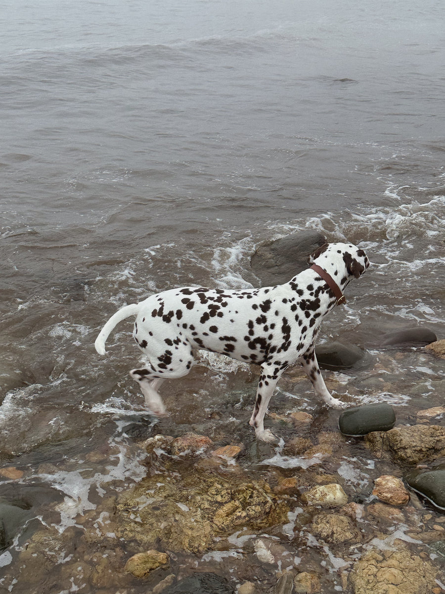 Waterproof Jellies Collar - Saddle